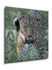 Obraz 1D - 50 x 50 cm F_F8415986 - leopard