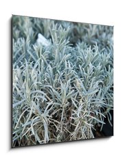 Obraz 1D - 50 x 50 cm F_F84844244 - Lavender in a flower shop.