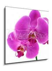 Obraz   Orchidea fiorita, 50 x 50 cm