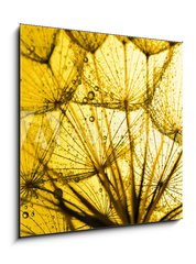 Obraz 1D - 50 x 50 cm F_F86292092 - close up of dandelion on the golden background - zblzka pampeliky na zlatm pozad