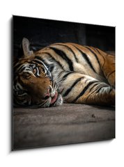 Sklenn obraz 1D - 50 x 50 cm F_F86701191 - bengal tiger sleeping