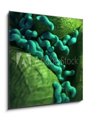 Sklenn obraz 1D - 50 x 50 cm F_F87073278 - medical bacteria illustration of the campylobacter