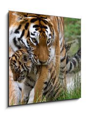 Obraz 1D - 50 x 50 cm F_F8785613 - Siberian tiger with a baby between her teeth