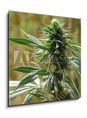 Obraz 1D - 50 x 50 cm F_F9135010 - cannabis - konop