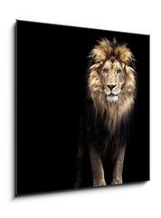 Sklenn obraz 1D - 50 x 50 cm F_F91596969 - Portrait of a Beautiful lion, lion in the dark