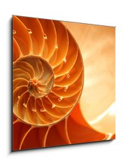 Sklenn obraz 1D - 50 x 50 cm F_F9319403 - Split nautilus seashell showing inner float chambers