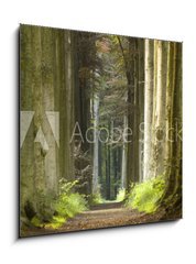 Obraz   nature pathway, 50 x 50 cm