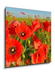 Obraz 1D - 50 x 50 cm F_F95383540 - Poppies - Vlčí mák