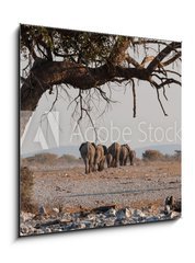Sklenn obraz 1D - 50 x 50 cm F_F98815534 - Elefantenherde verl  sst das Wasserloch  Etosha  Namibia