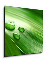 Obraz 1D - 50 x 50 cm F_F9939656 - Close-up of green plant leaf - Zavt