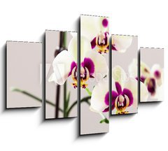 Obraz 5D ptidln - 150 x 100 cm F_GB102911001 - White with Purple Centre Orchid on White Background, Close-up - Bl s fialovou stedovou orchidej na blm pozad, zavt