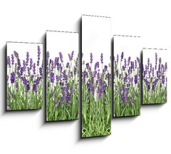 Obraz 5D ptidln - 150 x 100 cm F_GB107877649 - Lavender flowers. Fresh lavender plants isolated on white