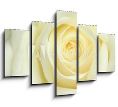 Obraz   rose blanche, 150 x 100 cm