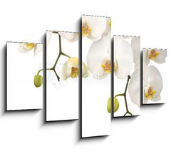 Obraz ptidln 5D - 150 x 100 cm F_GB11459178 - White orchid