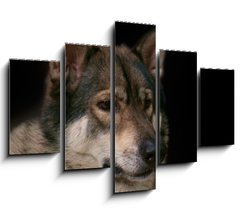 Obraz   Wolf / Portrait of wolf on black background., 150 x 100 cm