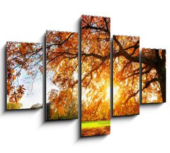 Obraz 5D ptidln - 150 x 100 cm F_GB119517756 - Schne Eiche auf Wiese bei untergehender Sonne im Herbst