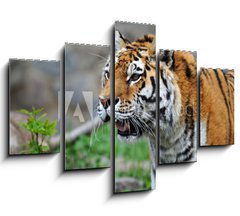 Obraz   Tiger, 150 x 100 cm