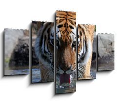 Obraz ptidln 5D - 150 x 100 cm F_GB13380875 - Drinking Siberian Tiger