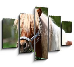 Obraz ptidln 5D - 150 x 100 cm F_GB13919902 - Shetland-Pony