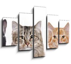 Obraz   closeup portrait of a group of cats of different breeds sitting in a line isolated over white background, 150 x 100 cm