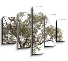 Obraz 5D ptidln - 150 x 100 cm F_GB149190909 - tree isolated on white background.