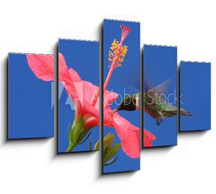 Obraz   Ruby throated Hummingbird, 150 x 100 cm
