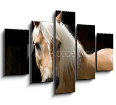 Obraz   Haflinger Portrait, 150 x 100 cm