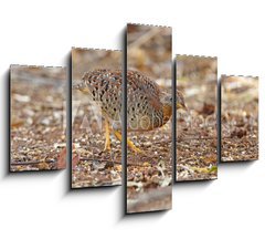 Obraz 5D ptidln - 150 x 100 cm F_GB161127191 - Yellow-legged Buttonquail Turnix tanki Male Cute Birds of Thailand