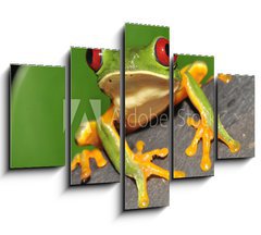 Obraz   red eyed green tree frog curiously looking at camera, 150 x 100 cm