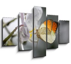 Obraz ptidln 5D - 150 x 100 cm F_GB16301580 - Anthocharis cardamin (Orange Tip) on a orchid 10