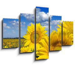 Obraz   Some yellow sunflowers against a wide field and the blue sky, 150 x 100 cm