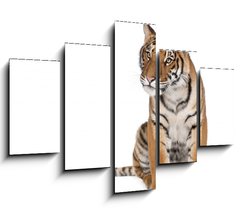 Obraz 5D ptidln - 150 x 100 cm F_GB16916235 - Portrait of Bengal Tiger, sitting in front of white background