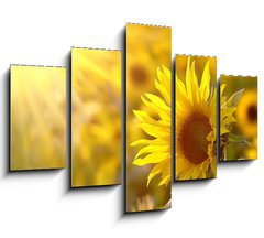 Obraz   Sunflower on a meadow in the light of the setting sun, 150 x 100 cm