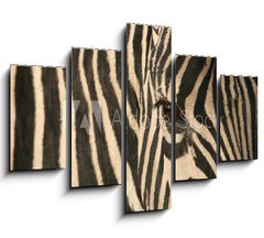 Obraz   Zebra, 150 x 100 cm