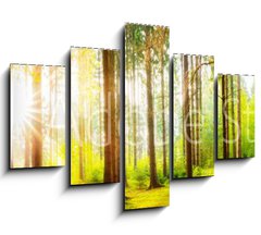Obraz 5D ptidln - 150 x 100 cm F_GB178083347 - Beautiful forest panorama with big trees and bright sun - Krsn lesn panorama s velkmi stromy a jasn slunce