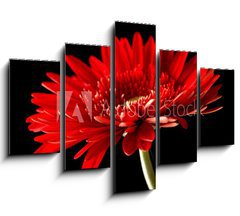 Obraz 5D ptidln - 150 x 100 cm F_GB18414597 - Red daisy-gerbera on black background.