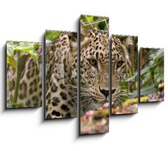 Obraz ptidln 5D - 150 x 100 cm F_GB18926181 - Persian Leopard