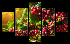 Obraz 5D ptidln - 150 x 100 cm F_GB191206750 - 100% Organic Arabica Coffee Beans On Tree In CHIANG RAI, North of Thailand.