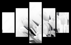 Obraz   White tulips on white background bw, 150 x 100 cm