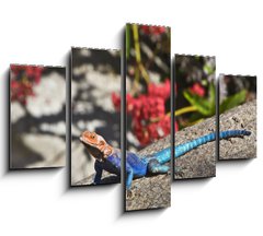 Obraz   Red headed Rock Agama on rock, 150 x 100 cm