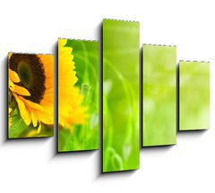 Obraz ptidln 5D - 150 x 100 cm F_GB20124033 - nature et nergie - fleurs de tournesols sur fond vert