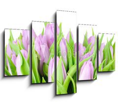 Obraz ptidln 5D - 150 x 100 cm F_GB20187394 - Violet tulips isolated on white background