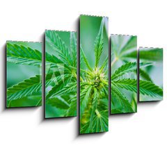 Obraz 5D ptidln - 150 x 100 cm F_GB20463346 - Cannabis - Konop