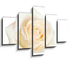 Obraz ptidln 5D - 150 x 100 cm F_GB2079431 - white rose isolated