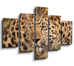 Obraz ptidln 5D - 150 x 100 cm F_GB21374937 - Leopard Hunting