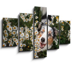 Obraz 5D ptidln - 150 x 100 cm F_GB215121166 - A happy dog in flowers. The pet is smiling. Field Camomiles. The Astralian Shepherd Tricolor - astn pes v kvtech. Domc zve se usmv. Poln hemny. Astralian Shepherd Tricolor