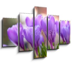 Obraz ptidln 5D - 150 x 100 cm F_GB21779067 - Violet Crocuses in the garden