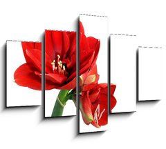 Obraz   Amaryllis flower, 150 x 100 cm