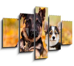 Obraz 5D ptidln - 150 x 100 cm F_GB230586450 - puppy german shepherd and welsh corgi in autumn leaves