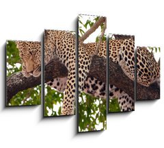 Obraz   Leopard sleeping on the tree, 150 x 100 cm